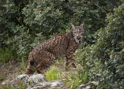 linx iberic