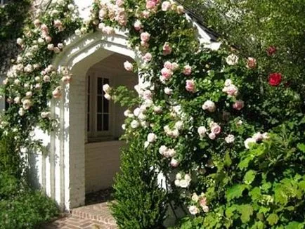 Park rózsa kerttervezés