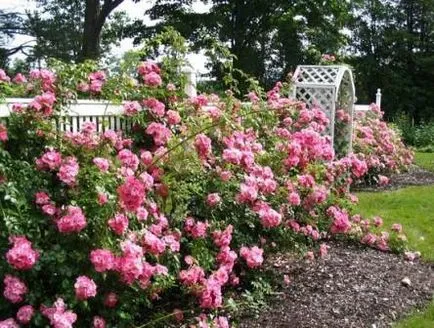 Park rózsa kerttervezés