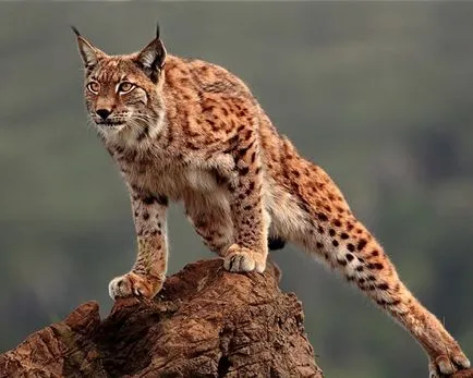 linx iberic