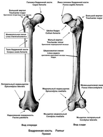 Tratamentul de col uterin fractura de sold, simptome și de prim ajutor