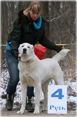 Case Dog Kennel Dog