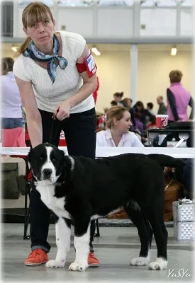 Case Dog Kennel Dog