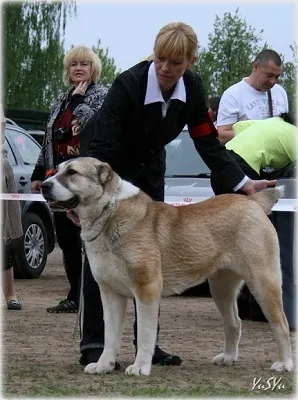 Dog Kennel Kutyaház