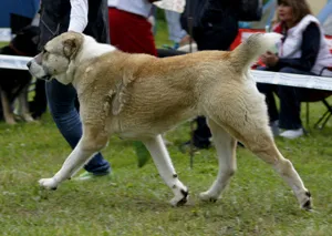 Case Dog Kennel Dog