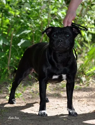 Case Dog Kennel Dog