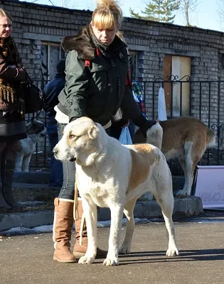 Case Dog Kennel Dog