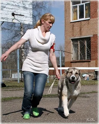 Dog Kennel Kutyaház