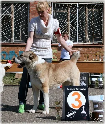 Dog Kennel Kutyaház