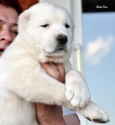 Case Dog Kennel Dog