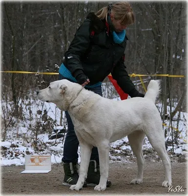 Case Dog Kennel Dog