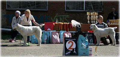 Dog Kennel Kutyaház