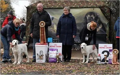 Dog Kennel Kutyaház