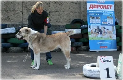 Case Dog Kennel Dog