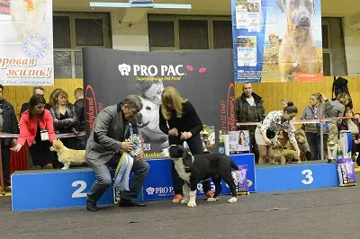 Dog Kennel Kutyaház