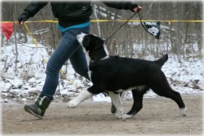 Case Dog Kennel Dog