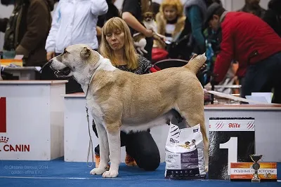 Dog Kennel Kutyaház