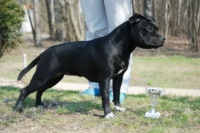 Dog Kennel Kutyaház