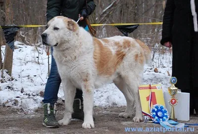 Dog Kennel Kutyaház