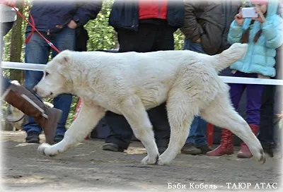 Case Dog Kennel Dog