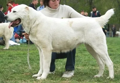 Case Dog Kennel Dog