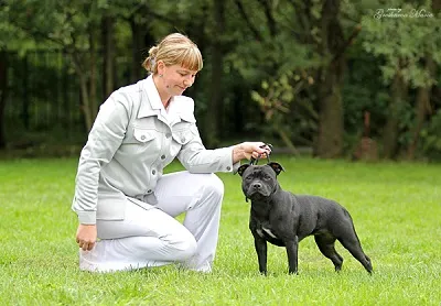 Dog Kennel Kutyaház