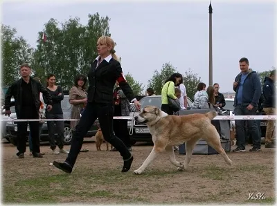 Dog Kennel Kutyaház