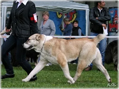 Dog Kennel Kutyaház