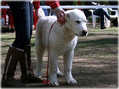 Dog Kennel Kutyaház