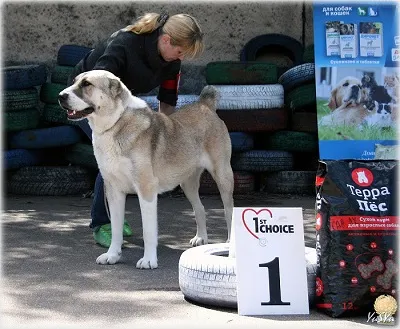 Dog Kennel Kutyaház