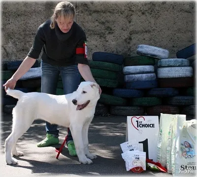 Dog Kennel Kutyaház