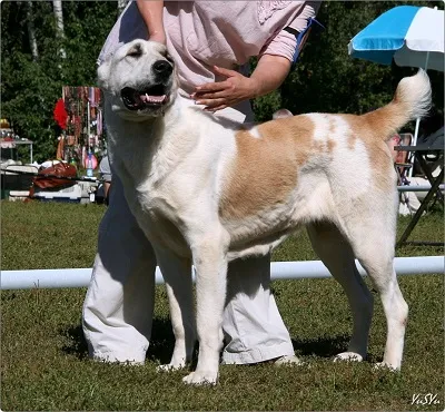 Dog Kennel Kutyaház