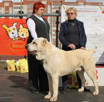 Dog Kennel Kutyaház