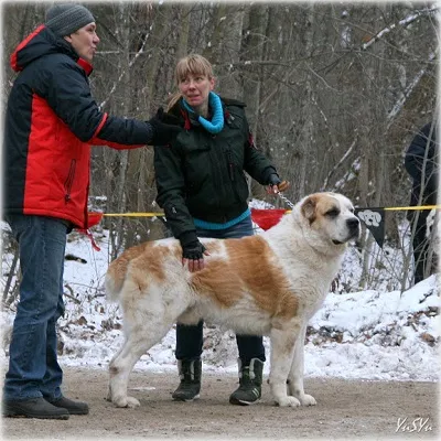 Dog Kennel Kutyaház