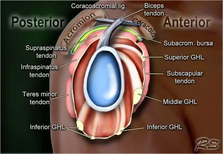 Umăr anatomie studiu comun folosind IRM