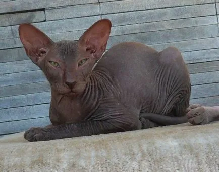 Peterbald produse alimentare sau hrana pentru animale decât Petersburg Sphinx