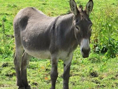 Eredeti portré litvánok, amit valójában a társadalom, az országok Balti hírek - „felülvizsgálat” sajtó,