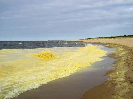 Защо Жълто море, наречено жълто морава за деца и родители