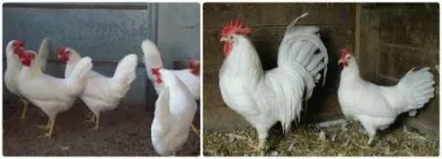 Ливорно порода пилета описание и снимки птици
