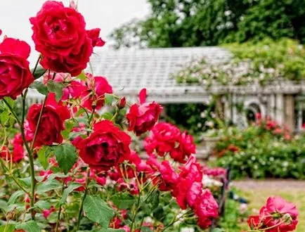 Засаждане на рози през есента как да се подготви почвата под розовата градина и какво да знам за всеки
