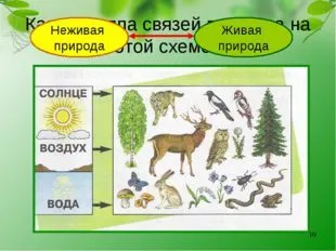 ПРИМЕР невидимите нишки в есенните гори диаграма невидими нишки в гората