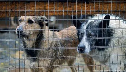 Kennel „alma” életre kel, miután a gyújtogatás, a főváros Információs Portál