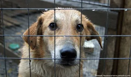 Kennel „alma” életre kel, miután a gyújtogatás, a főváros Információs Portál