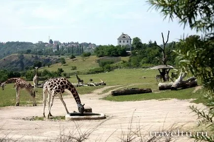 Zoo Praga