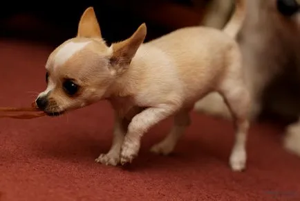 Védőoltások egy kiskutyát Chihuahua - szakértői vélemény