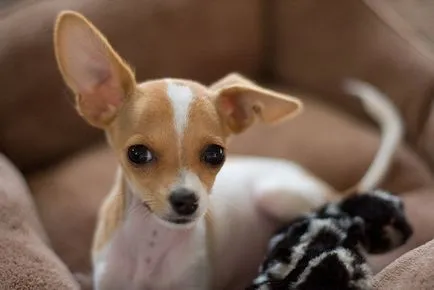 Védőoltások egy kiskutyát Chihuahua - szakértői vélemény