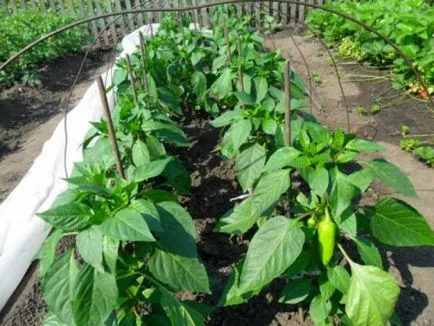 Jövedelmező üzlet termesztése paprika, mint egy üzleti - ötletek a kis- és közepes vállalkozások