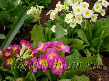 Primula ültetés és gondozás a nyílt terepen, ha a növény, ideális kert és a kert