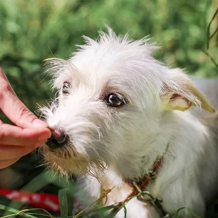 Kennels Академгородок @sobakinakadem Instagram профил, picbear