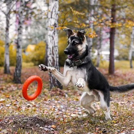 Kennels Академгородок @sobakinakadem Instagram профил, picbear